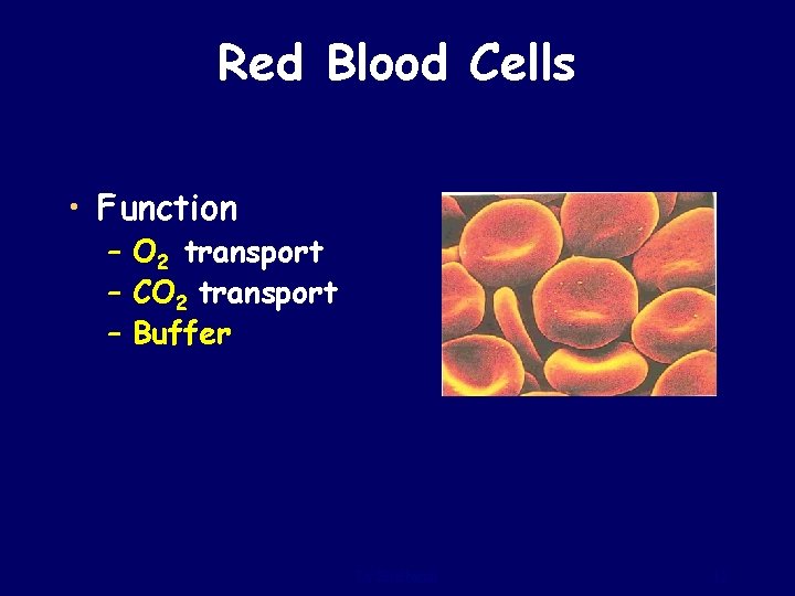 Red Blood Cells • Function – O 2 transport – CO 2 transport –