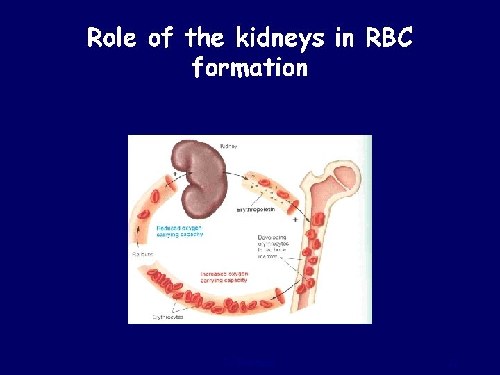 Role of the kidneys in RBC formation Dr Sitelbanat 22 