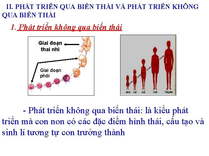 II. PHÁT TRIỂN QUA BIẾN THÁI VÀ PHÁT TRIỂN KHÔNG QUA BIẾN THÁI 1.