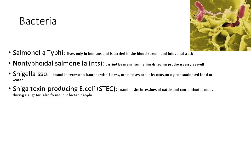 Bacteria • Salmonella Typhi: lives only in humans and is carried in the blood