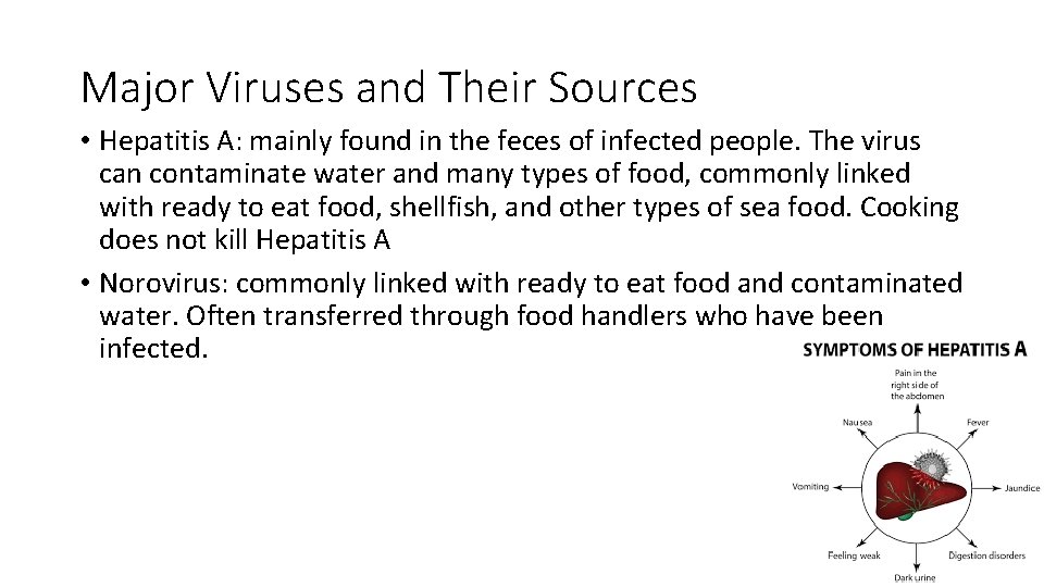Major Viruses and Their Sources • Hepatitis A: mainly found in the feces of