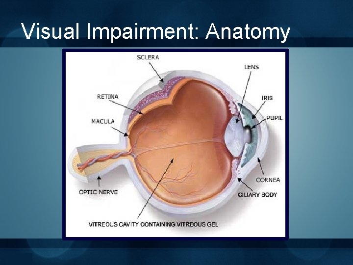 Visual Impairment: Anatomy 