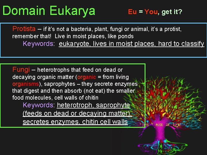 Domain Eukarya Eu = You, get it? Protista – if it’s not a bacteria,