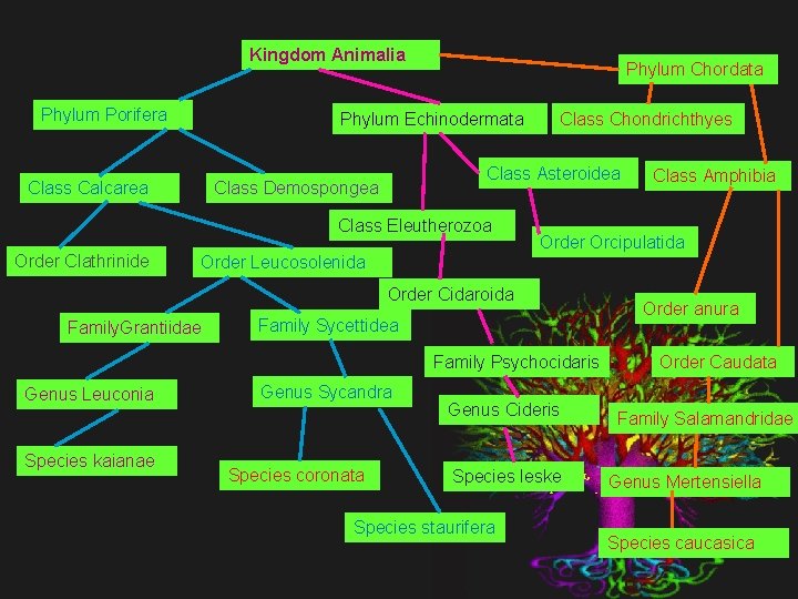 Kingdom Animalia Phylum Porifera Phylum Chordata Phylum Echinodermata Class Calcarea Class Asteroidea Class Demospongea