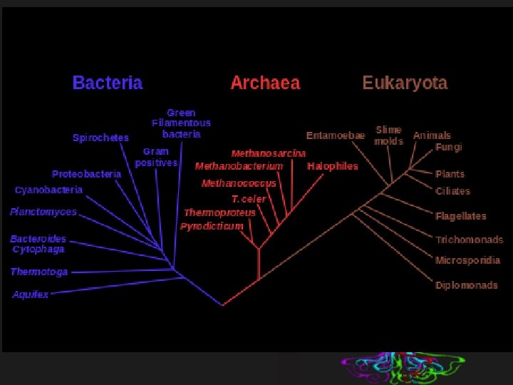 DOMAIN ARCHAEA DOMAIN EUKARYA Kingdoms Eubacteria Archaebacteria Protista Plantae Fungi Animalia 