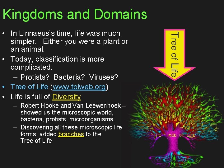 Kingdoms and Domains – Robert Hooke and Van Leewenhoek – showed us the microscopic