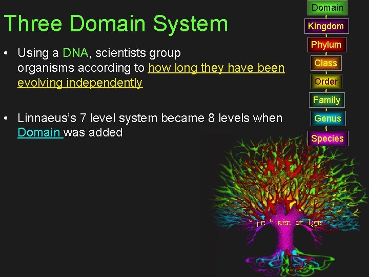 Three Domain System • Using a DNA, scientists group organisms according to how long