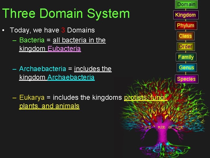 Three Domain System • Today, we have 3 Domains – Bacteria = all bacteria