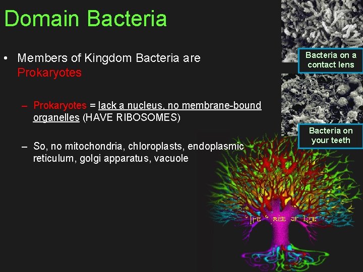 Domain Bacteria • Members of Kingdom Bacteria are Prokaryotes Bacteria on a contact lens