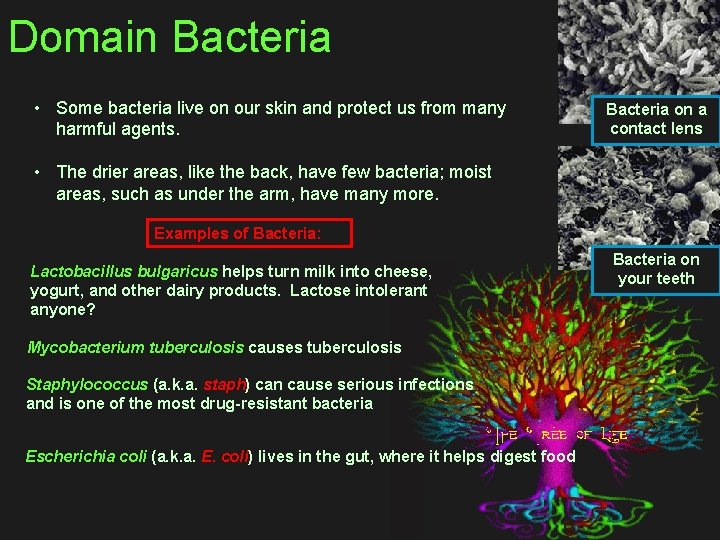 Domain Bacteria • Some bacteria live on our skin and protect us from many