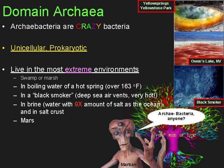 Yellowsprings Yellowstone Park Domain Archaea • Archaebacteria are CRAZY bacteria • Unicellular, Prokaryotic Owen’s