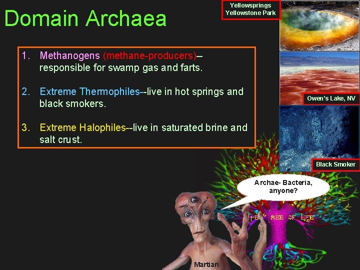 Yellowsprings Yellowstone Park Domain Archaea 1. Methanogens (methane-producers)-responsible for swamp gas and farts. 2.