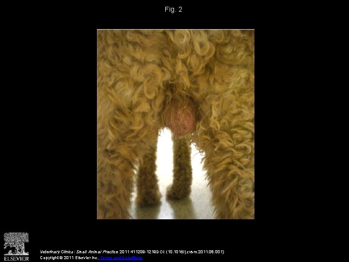 Fig. 2 Veterinary Clinics: Small Animal Practice 2011 411209 -1219 DOI: (10. 1016/j. cvsm.