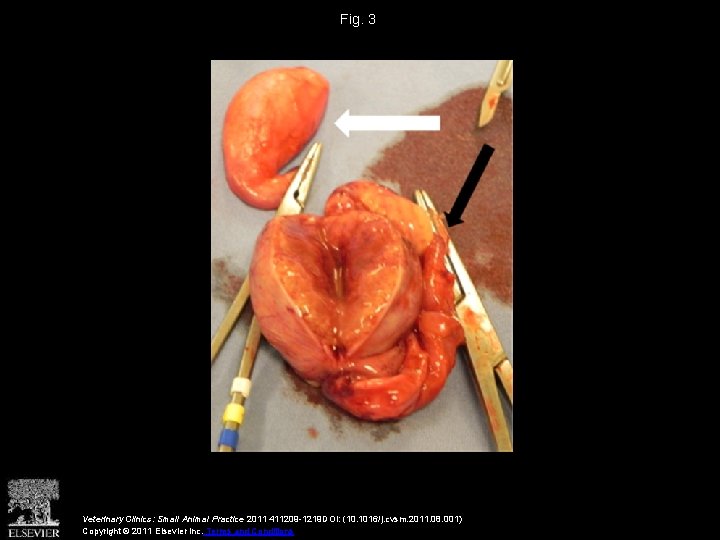 Fig. 3 Veterinary Clinics: Small Animal Practice 2011 411209 -1219 DOI: (10. 1016/j. cvsm.