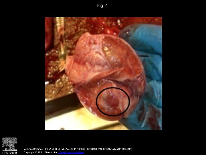 Fig. 4 Veterinary Clinics: Small Animal Practice 2011 411209 -1219 DOI: (10. 1016/j. cvsm.