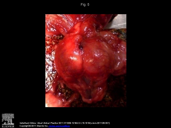 Fig. 5 Veterinary Clinics: Small Animal Practice 2011 411209 -1219 DOI: (10. 1016/j. cvsm.