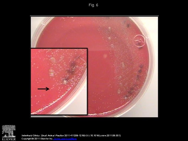 Fig. 6 Veterinary Clinics: Small Animal Practice 2011 411209 -1219 DOI: (10. 1016/j. cvsm.