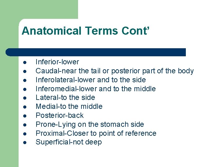 Anatomical Terms Cont’ l l l l l Inferior-lower Caudal-near the tail or posterior
