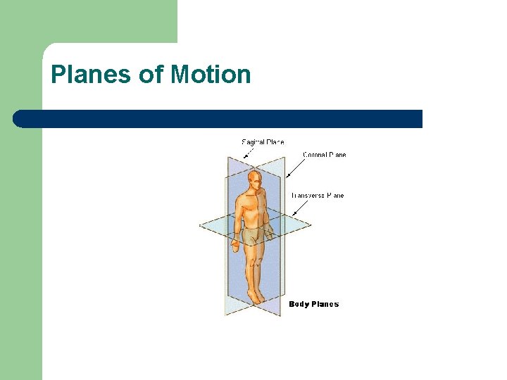 Planes of Motion 