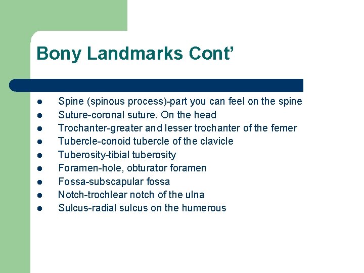 Bony Landmarks Cont’ l l l l l Spine (spinous process)-part you can feel