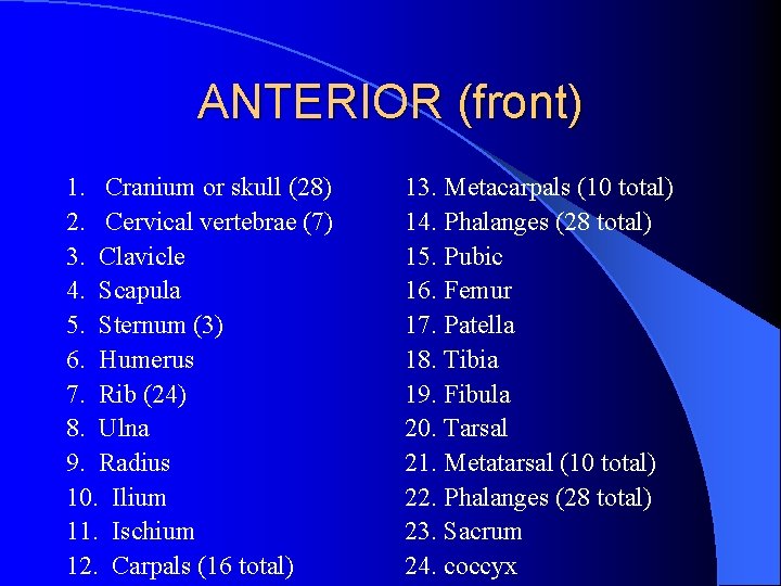 ANTERIOR (front) 1. Cranium or skull (28) 2. Cervical vertebrae (7) 3. Clavicle 4.
