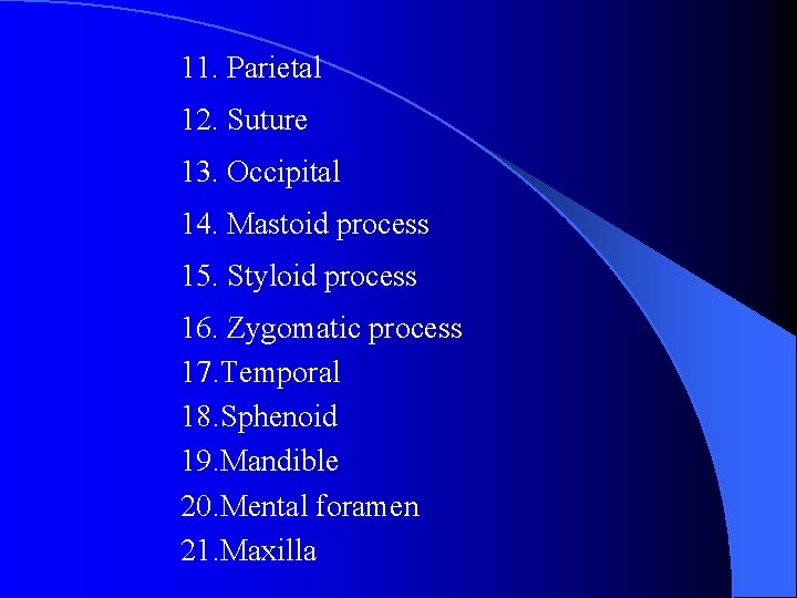 11. Parietal 12. Suture 13. Occipital 14. Mastoid process 15. Styloid process 16. Zygomatic