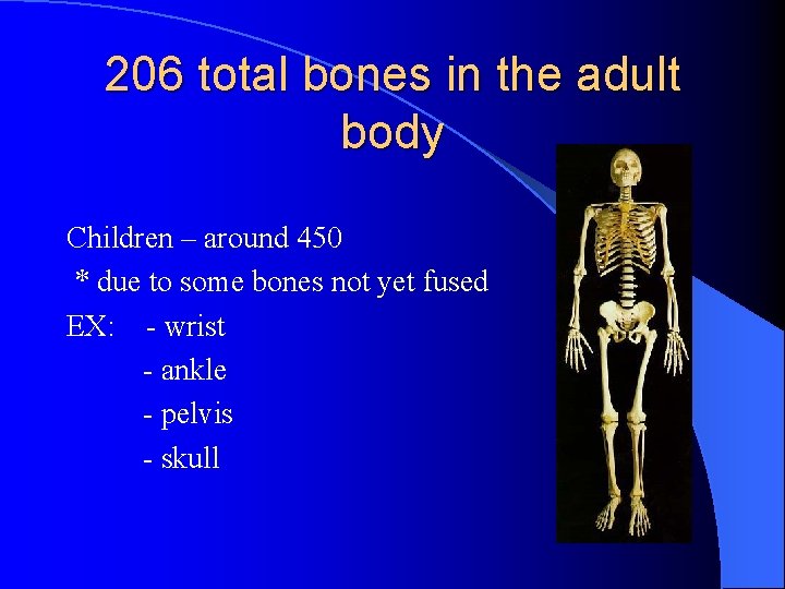 206 total bones in the adult body Children – around 450 * due to