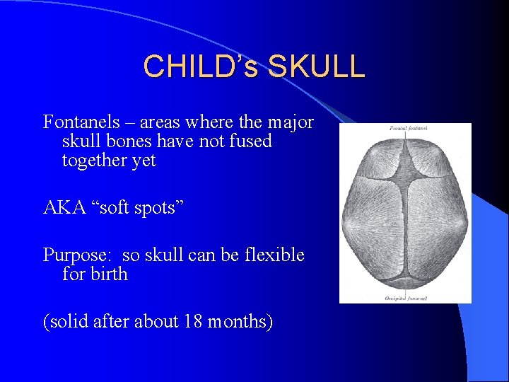 CHILD’s SKULL Fontanels – areas where the major skull bones have not fused together