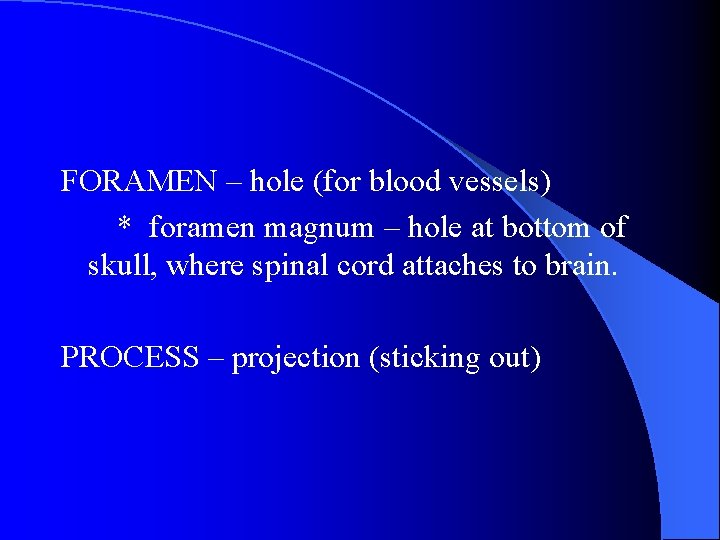 FORAMEN – hole (for blood vessels) * foramen magnum – hole at bottom of