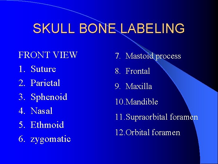 SKULL BONE LABELING FRONT VIEW 1. Suture 2. Parietal 3. Sphenoid 4. Nasal 5.