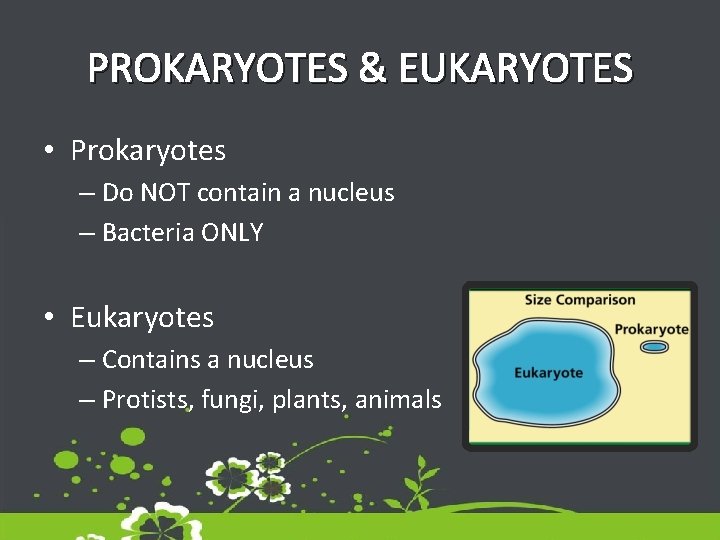 PROKARYOTES & EUKARYOTES • Prokaryotes – Do NOT contain a nucleus – Bacteria ONLY