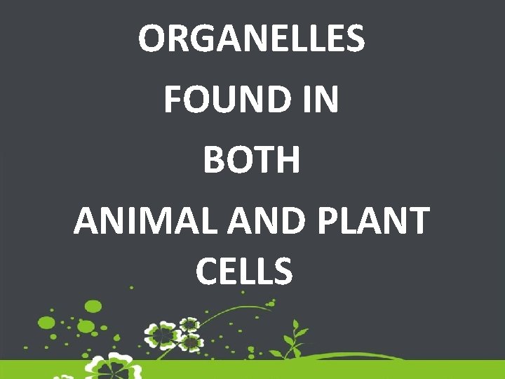 ORGANELLES FOUND IN BOTH ANIMAL AND PLANT CELLS 