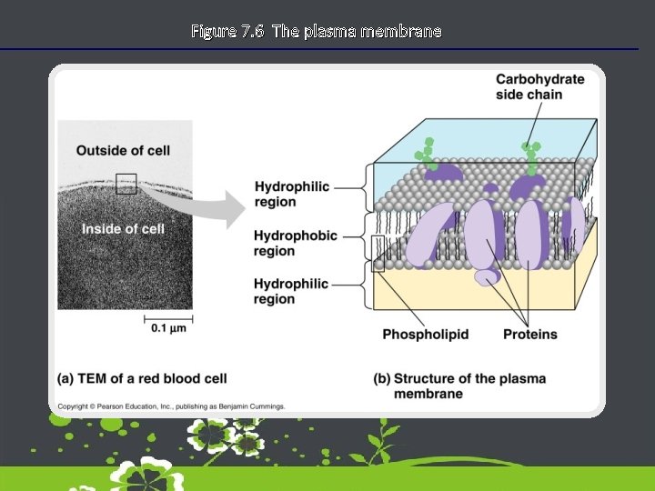Figure 7. 6 The plasma membrane 
