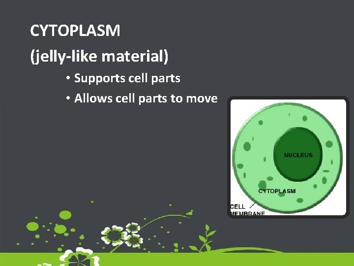 CYTOPLASM (jelly-like material) • Supports cell parts • Allows cell parts to move 
