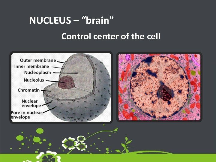 NUCLEUS – “brain” Control center of the cell 