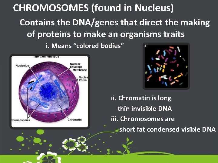 CHROMOSOMES (found in Nucleus) Contains the DNA/genes that direct the making of proteins to