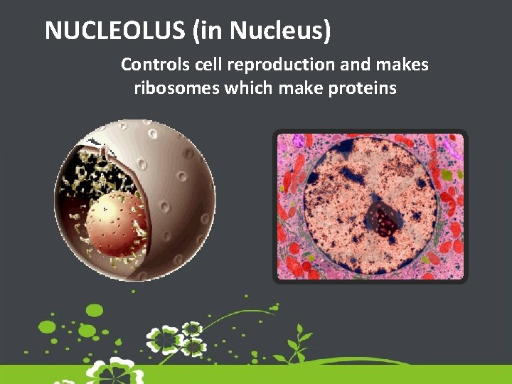 NUCLEOLUS (in Nucleus) Controls cell reproduction and makes ribosomes which make proteins 