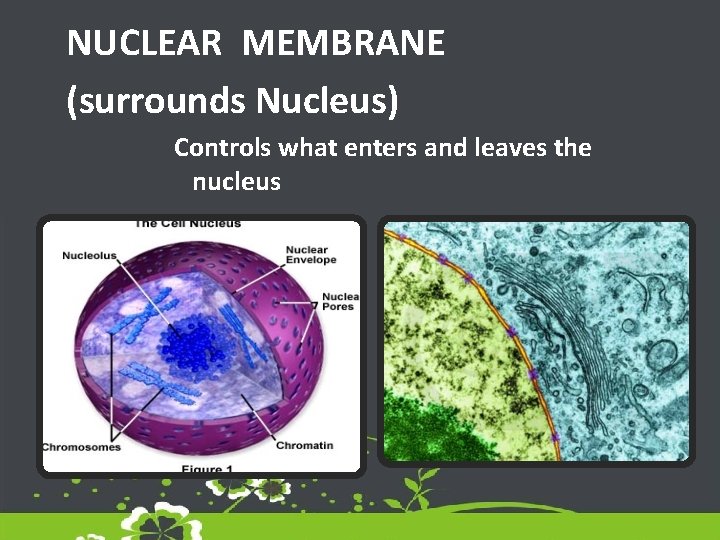 NUCLEAR MEMBRANE (surrounds Nucleus) Controls what enters and leaves the nucleus 