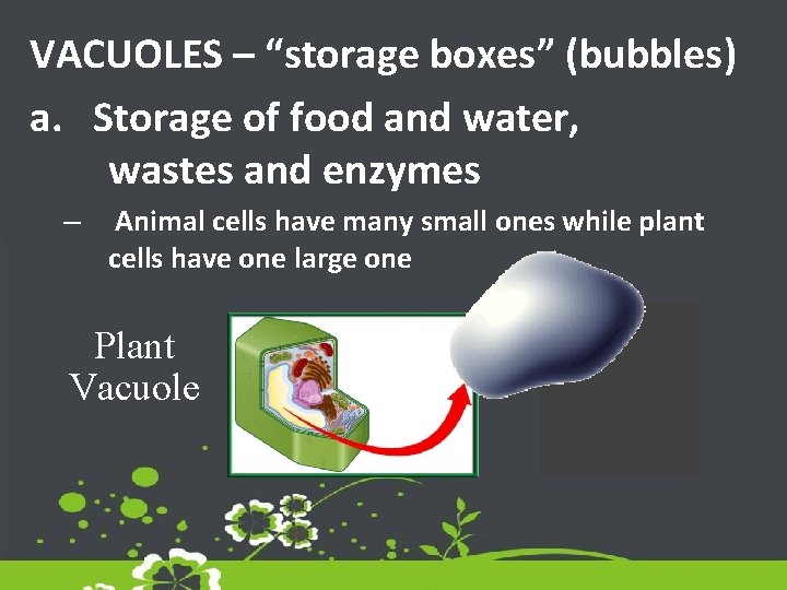 VACUOLES – “storage boxes” (bubbles) a. Storage of food and water, wastes and enzymes