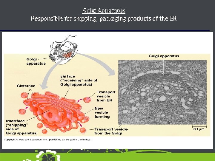 Golgi Apparatus Responsible for shipping, packaging products of the ER 