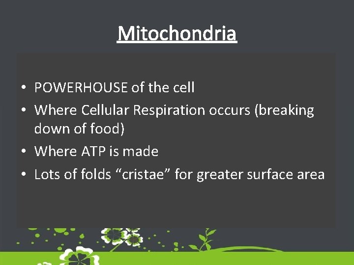Mitochondria • POWERHOUSE of the cell • Where Cellular Respiration occurs (breaking down of