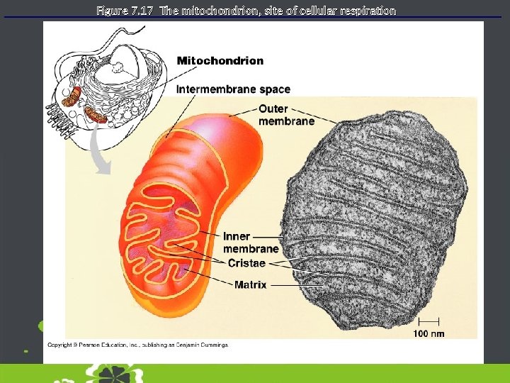 Figure 7. 17 The mitochondrion, site of cellular respiration 