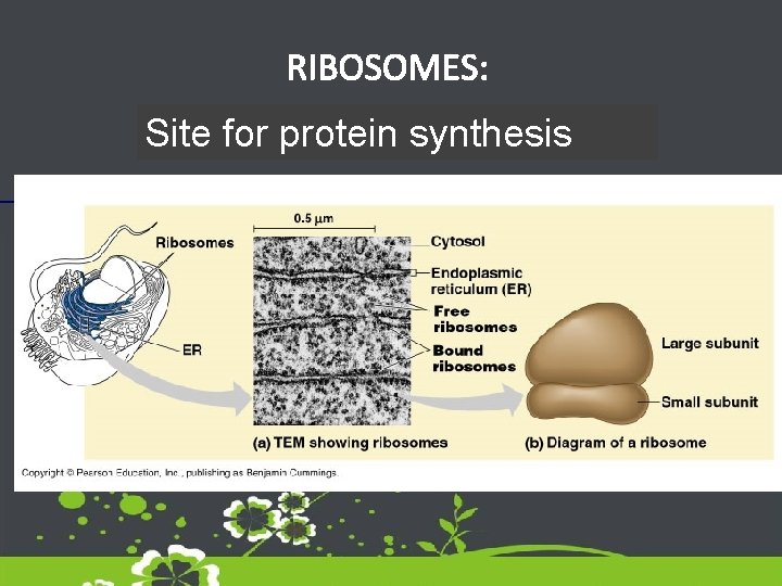 RIBOSOMES: Site for protein synthesis 