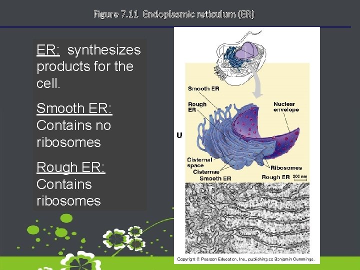 Figure 7. 11 Endoplasmic reticulum (ER) ER: synthesizes products for the cell. Smooth ER: