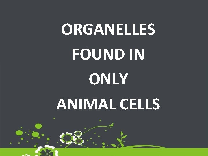 ORGANELLES FOUND IN ONLY ANIMAL CELLS 