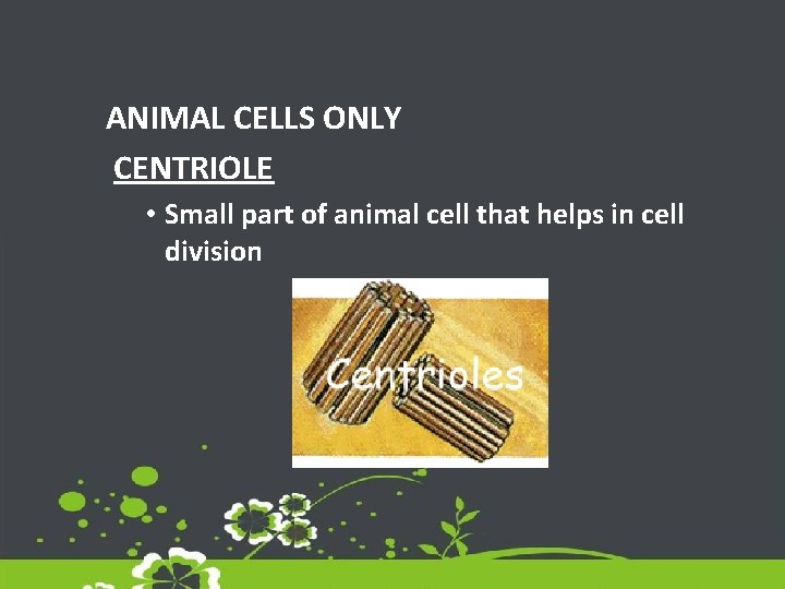 ANIMAL CELLS ONLY CENTRIOLE • Small part of animal cell that helps in cell