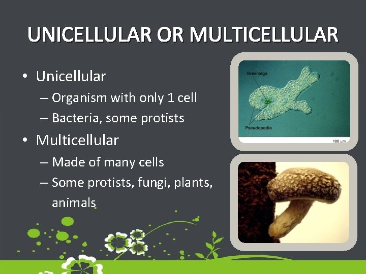 UNICELLULAR OR MULTICELLULAR • Unicellular – Organism with only 1 cell – Bacteria, some