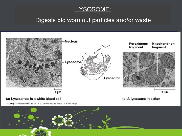 LYSOSOME: Digests old worn out particles and/or waste 