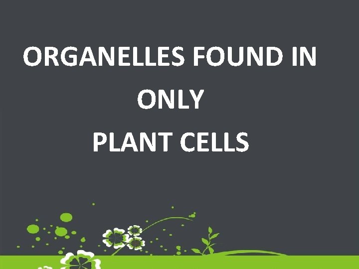 ORGANELLES FOUND IN ONLY PLANT CELLS 