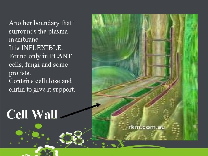 Another boundary that surrounds the plasma membrane. It is INFLEXIBLE. Found only in PLANT